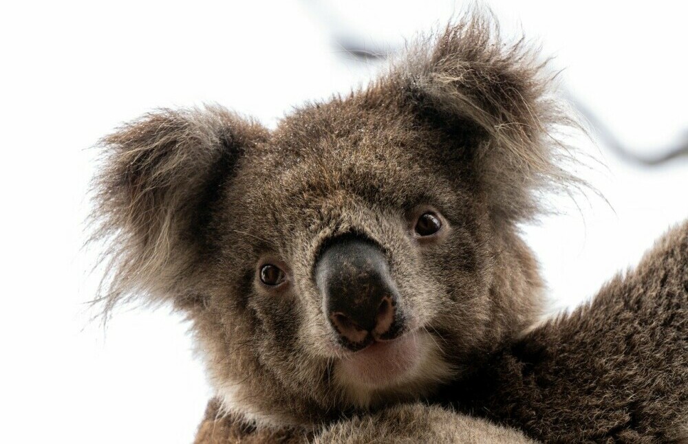 Australia Koala